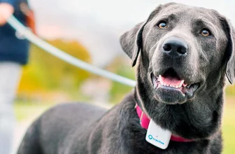 Mejores localizadores GPS de mascotas